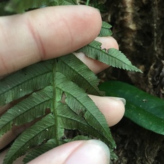 Plagiogyria stenoptera