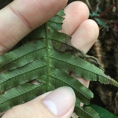 Plagiogyria stenoptera