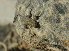 Pristurus celerrimus
