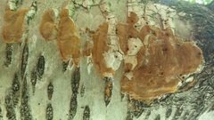Phellinus betulinus
