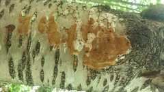 Phellinus betulinus