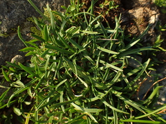 Armeria bubanii