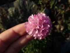 Armeria bubanii