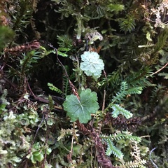 Hydrocotyle dichondroides
