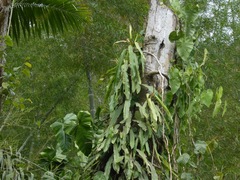 Philodendron bonifaziae