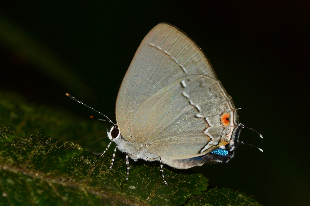 Ostrinotes halciones