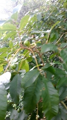 Magnoliopsida