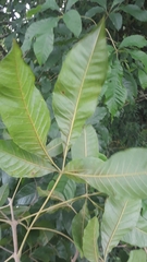 Magnoliopsida