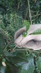Magnoliopsida