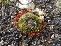 Ptychostomum wrightii