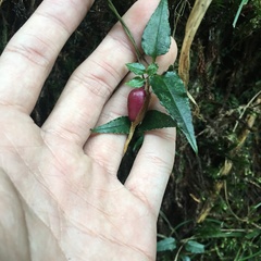 Tripterospermum taiwanense