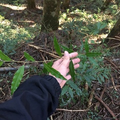 Elaeagnus glabra