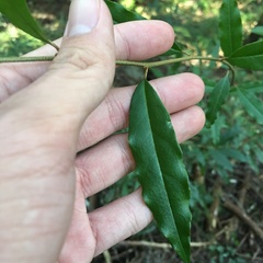 Elaeagnus glabra