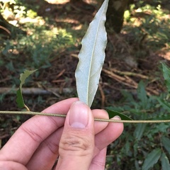 Elaeagnus glabra