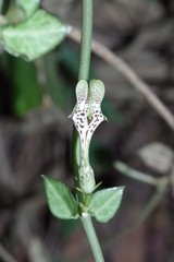 Ceropegia radicans