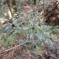 Machilus japonica