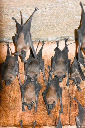 Greater Mouse-tailed Bat