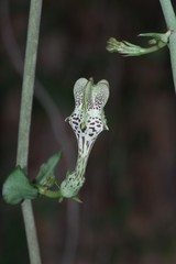 Ceropegia radicans