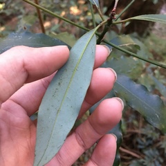 Machilus japonica