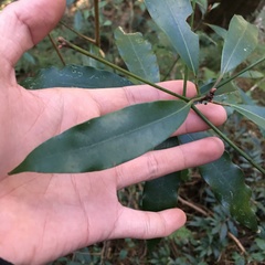 Machilus japonica