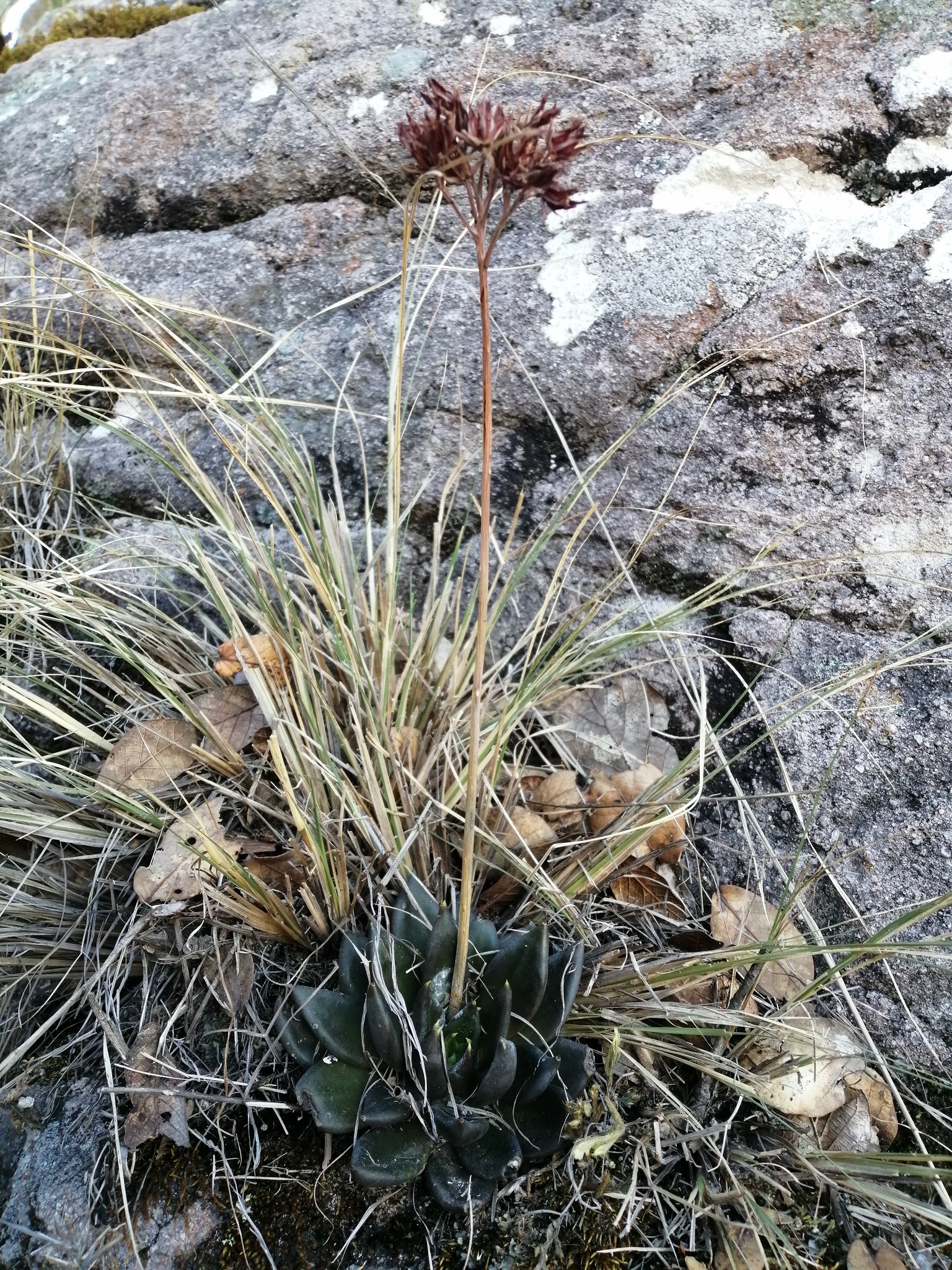 Imagem de Echeveria-preta
