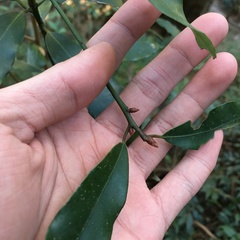 Machilus japonica