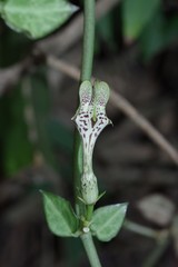 Ceropegia radicans