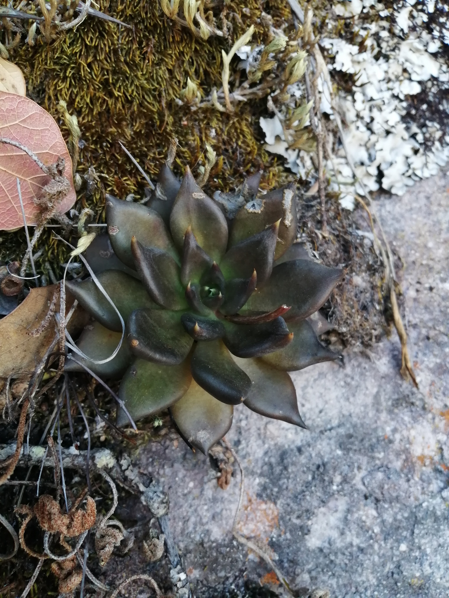 Imagem de Echeveria-preta