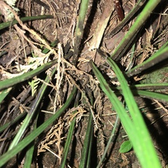 Haplopteris flexuosa