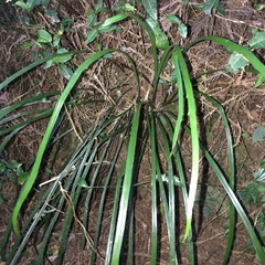 Haplopteris flexuosa