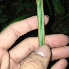 Haplopteris flexuosa