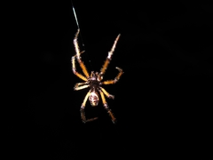 Steatoda paykulliana