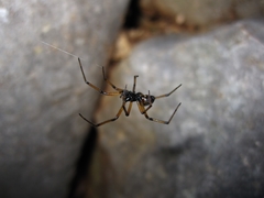 Steatoda paykulliana