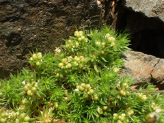Galium cespitosum