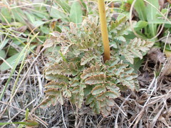 Sceptridium rugulosum