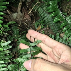 Hymenasplenium