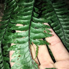 Hymenasplenium