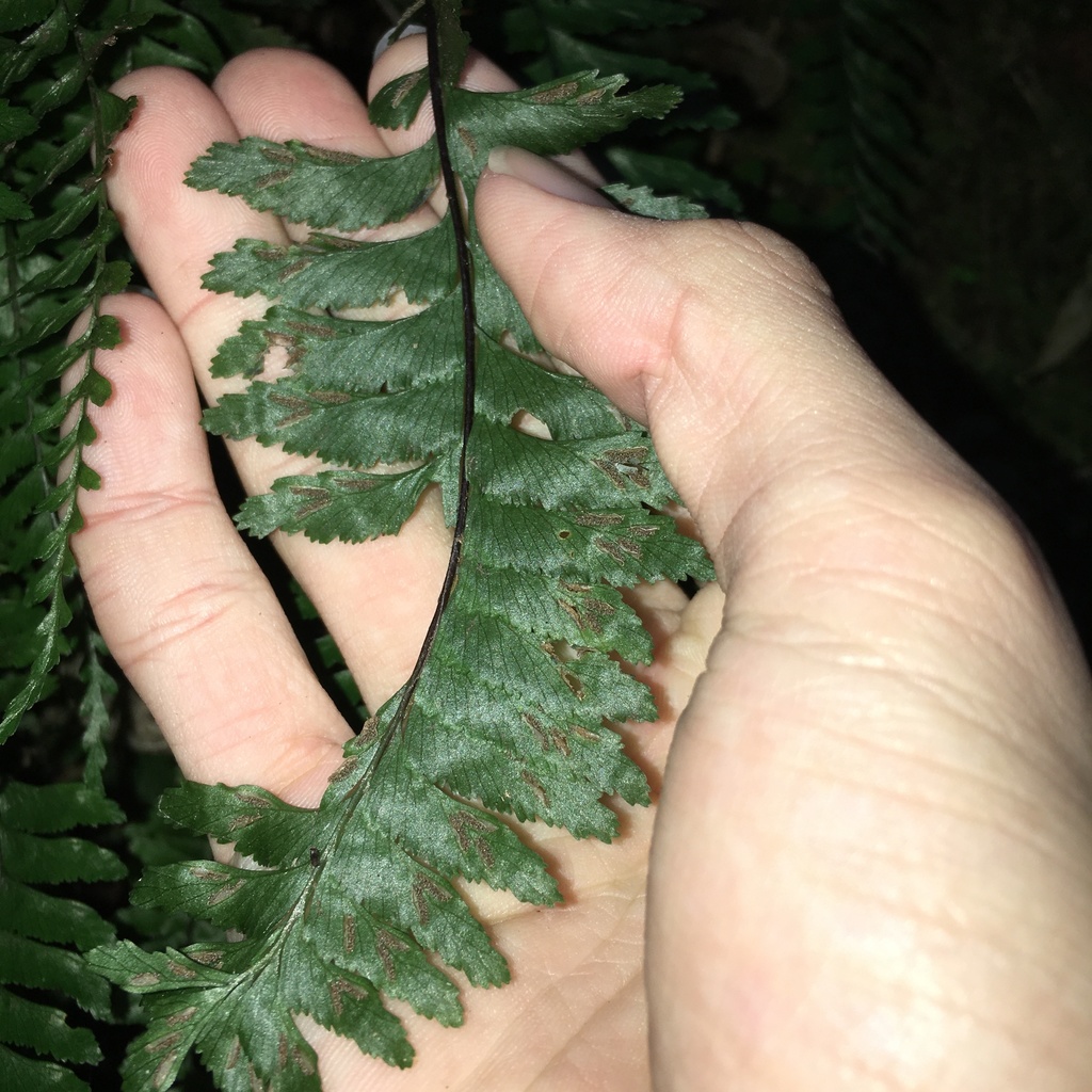 Hymenasplenium filipes (Hymenasplenium filipes)