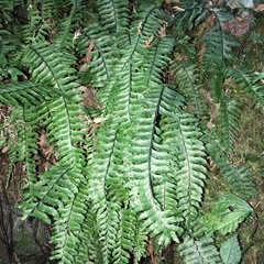 Hymenasplenium