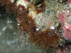 Polycyathus chaishanensis