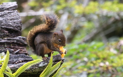 Microsciurus flaviventer