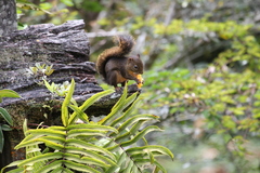 Microsciurus flaviventer