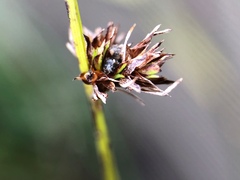 Scleria verticillata