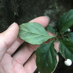 Lysimachia ardisioides