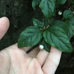 Lysimachia ardisioides