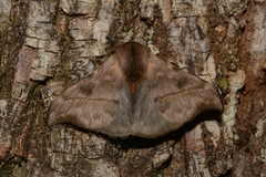 Hylesia
