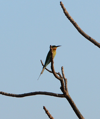 Merops philippinus