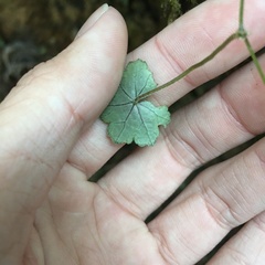 Hydrocotyle nepalensis