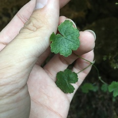 Hydrocotyle nepalensis