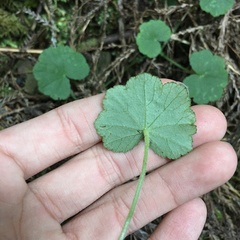 Hydrocotyle nepalensis